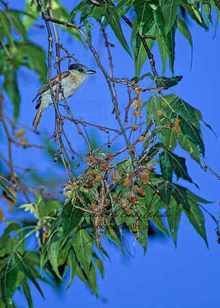 Pachyramphus aglaiae  ROSE-THROATED BECARD 94328z