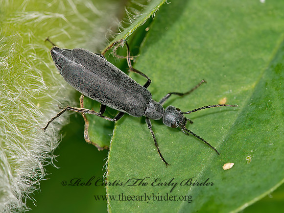 Epicauta fabricii or murina   GRAY BLISTER BEETLE 9032725z