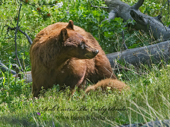 Ursus americanus  BLACK BEAR 9061361z