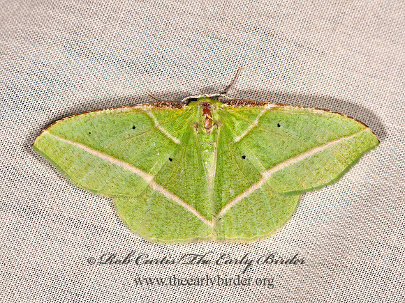 Dichorda illustraria  EMERALD MOTH 8036969z