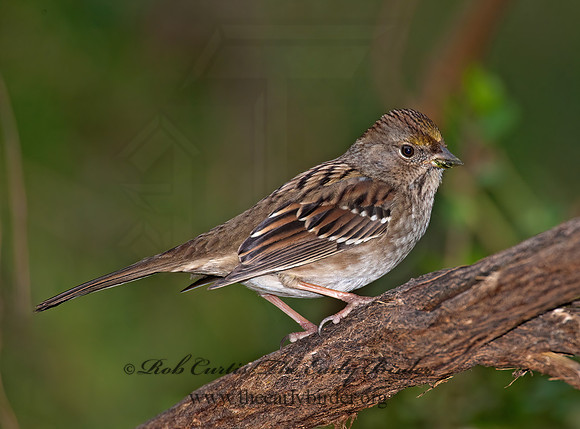 Zonotrichia atricapilla  GOLDEN-CROWNED SPARROW 8020752z