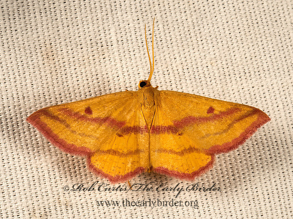 Haematopis�grataria  CHICKWEED GEOMETER 9051281z