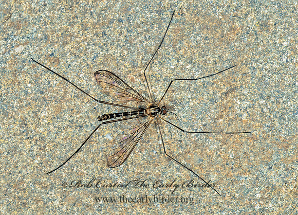 Bibiocephalis grandis  NET-WINGED MIDGE 149315z