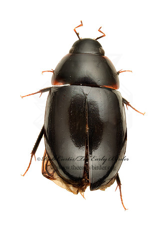 Enochrus cinctus 9020491z