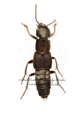 Platyderus cupripennis  STAPHYLININI ROVE BEETLE 9020363z