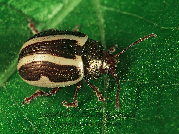 Zygogramma suturalis  CHRYSOMELINAE LEAF BEETLE 1112316z
