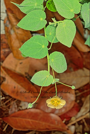 Herissantia crispa~  BLADDERMALLOW  248013z