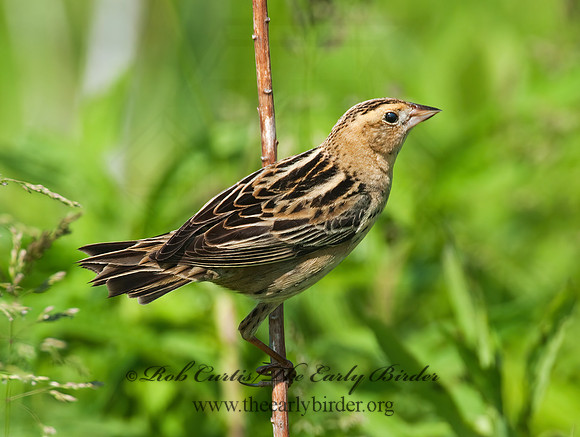 Dolichonyx oryzivorus  BOBOLINK 3008465z