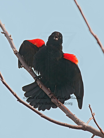 Agelaius phoeniceus  RED-WINGED BLACKBIRD 3001411z