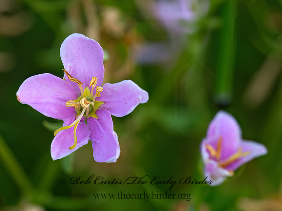 Sabatia angularis  ROSEPINK 9040405z