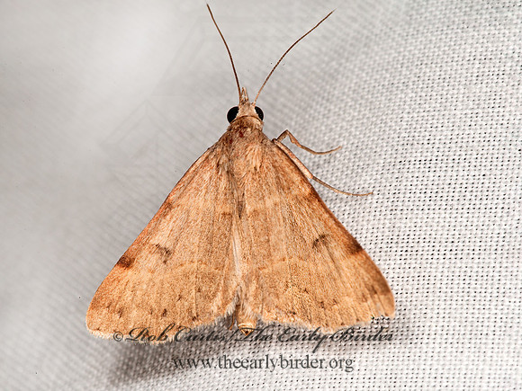 Hemeroplanis historialis   PHYTOMETRINI EREBID MOTH 8036944z