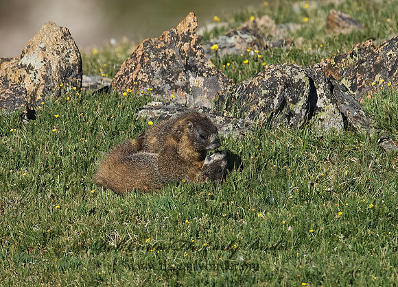 Marmota flaviventris  YELLOW-BELLIED MARMOT 7010626z