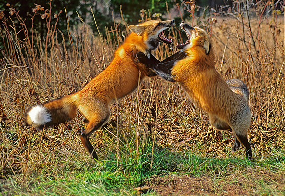 Vulpes vulpes  RED FOX 62317 z