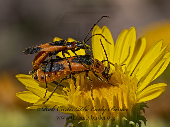 Chauliognathus basalis  COLORADO SOLDIER BEETLE 3025762z