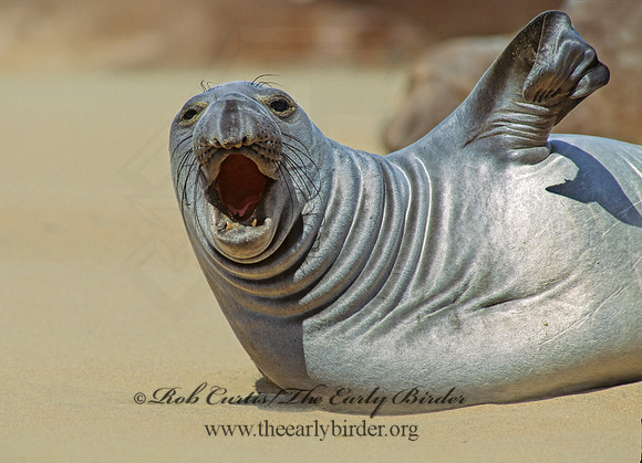Mirounga angustirostris  NORTHERN ELEPHANT SEAL 110825z