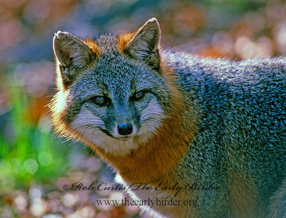 Urocyon cineroargentatus  GRAY FOX  212901z