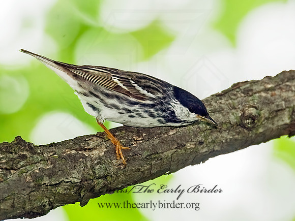 Setophaga striata  BLACKPOLL WARBLER 8013873z