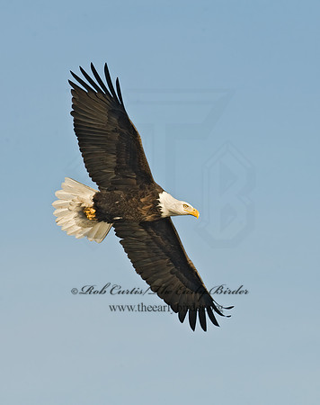 Haliaeetus leucocephalus  BALD EAGLE 8009804z