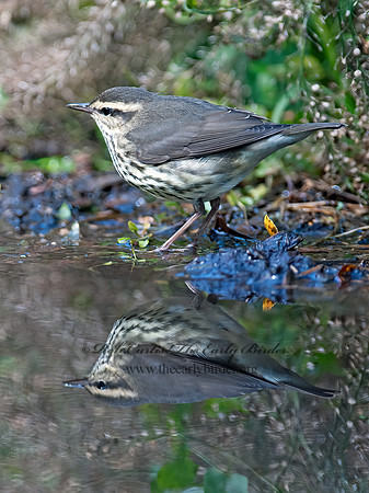 Parkesia noveboracensis  NORTHERN WATERTHRUSH 8029237z