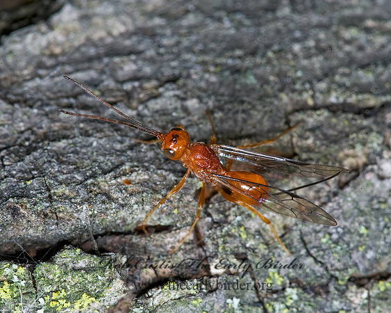 Aulacus burquei 5008193z
