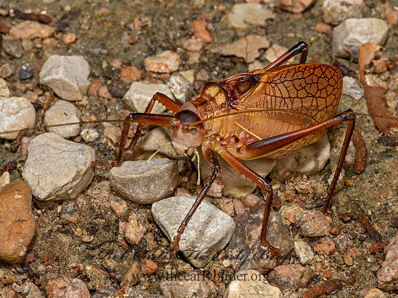 Paracyrtophyllus robustus  RED KATYDID 3041221-z