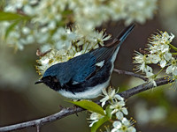 Setophaga caerulescens BLACK-THROATED BLUE WARBLER 5006615z