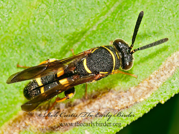 Leucospis affinis  LEUCOSPID WASP 3013352z