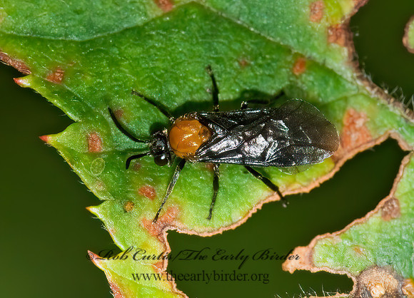 Atomocera decepta 6013942z