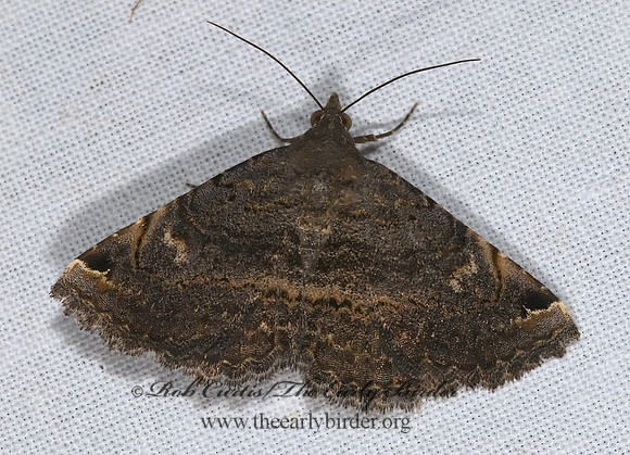 Toxonprucha crudelis CRUEL TOXONPRUCHA 6024718 z