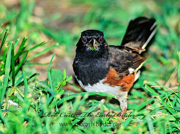 Pipilo erythrophthalmus  EASTERN TOWHEE 81420z