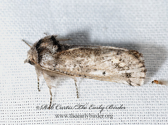 Aon noctuiformis AON MOTH 3039281z