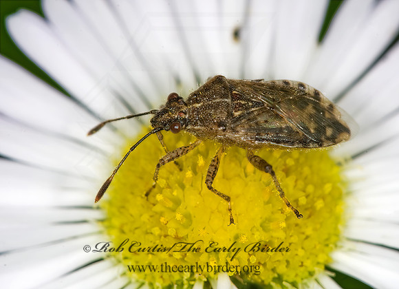 Arhyssus nigristernum 6008119z