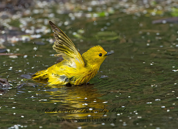 Setophaga petechia  YELLOW WARBLER 9046255z