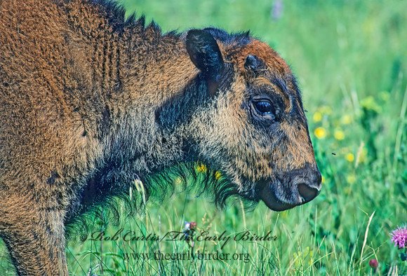 Bison bison  BISON 31317z
