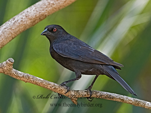 Molothrus aeneus  BRONZED COWBIRD 3031285z