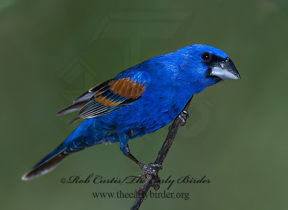 Guiraca caerulea  BLUE GROSBEAK 7006657z