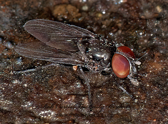 Fannia  FANNIID FLY 8034858z