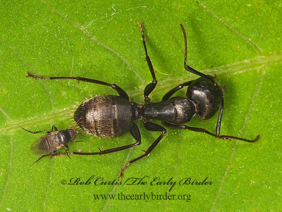 Rhyncophoromyia conica  SCUTTLE FLY 3015591z