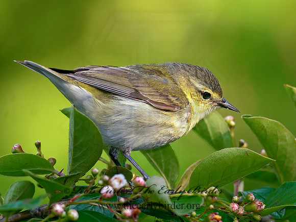 Leiothlypis peregrina  TENNESSEE WARBLER 3002441z