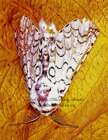Americerura rarata  CERURINAE PROMINENT MOTH 201414z