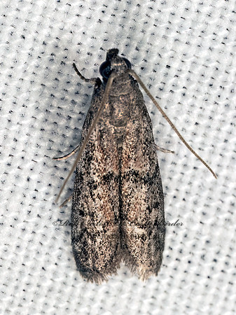 Vitula edmandsii AMERICAN WAX MOTH 9083289z