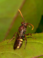 Nomada gracilis~ NOMAD BEE 9032026z