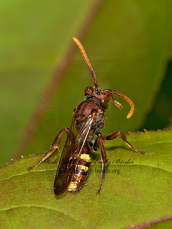 Nomada gracilis~  NOMAD BEE 9032026z
