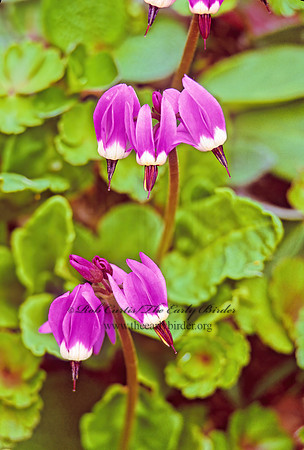 Dodecatheon frigidum  FRIGID SHOOTINGSTAR 240328z