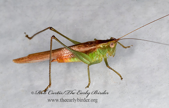 Conocephalus brevipennis  SHORT-WINGED MEADOW KATYDID 6012999z