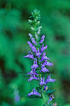 Lobelia siphilitica  GREAT BLUE LOBELIA 269206z