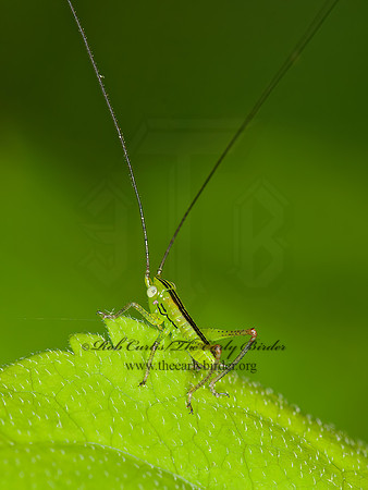 Conocephalini  MEADOW KATYDID 3013645z