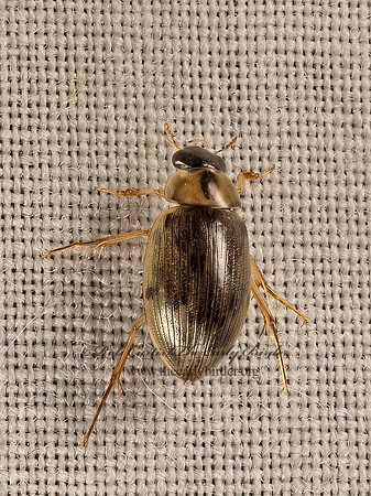 Berosus  WATER SCAVENGER BEETLE 9052026z