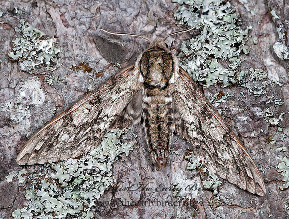 Ceratomia undulosa  WAVED SPHINX 8034230z
