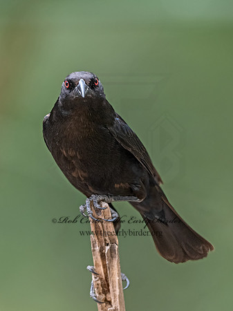 Molothrus aeneus  BRONZED COWBIRD 3031164z